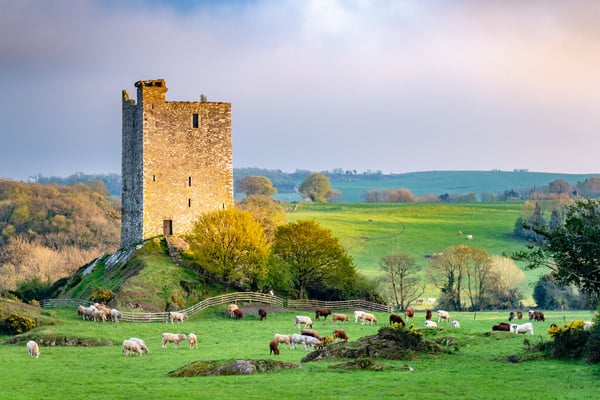 Ireland-Castle ruins with sheep in field- IRTR