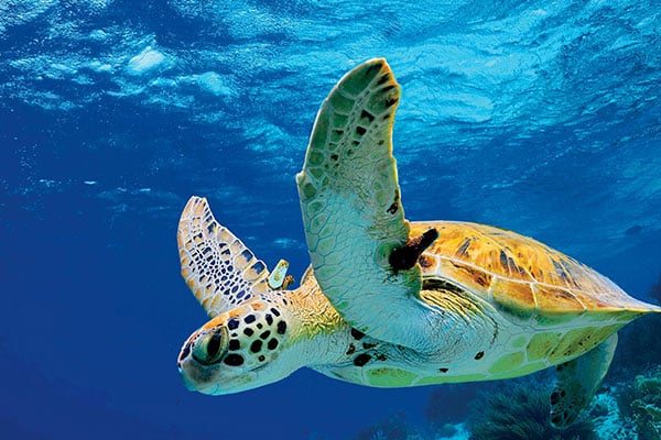 ymt-blog-Sea-Turtle