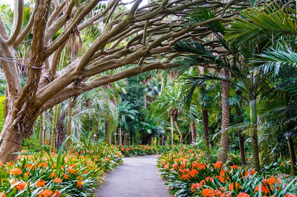ymt-blog-best-attractions-in-sydney-australia-botanical-garden