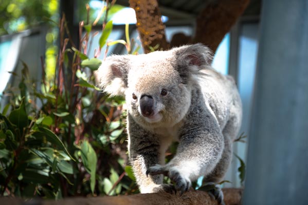 ymt-blog-best-attractions-in-sydney-australia-taronga-zoo