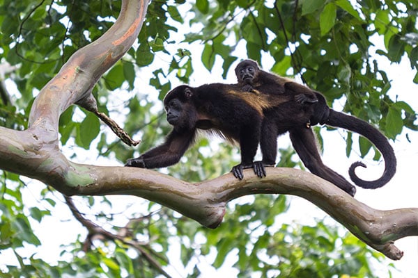 ymt-blog-costa-rica-rainforest-travel-guide-howler-monkey-mom-and-baby