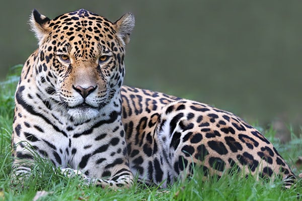ymt-blog-costa-rica-rainforest-travel-guide-jaguar