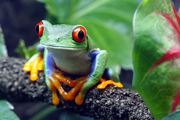 ymt-blog-costa-rica-rainforest-travel-guide-red-eyed-tree-frog
