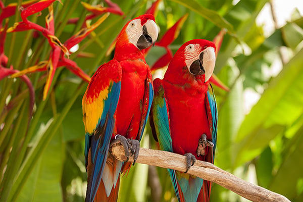 ymt-blog-costa-rica-rainforest-travel-guide-two-scarlet-macaws