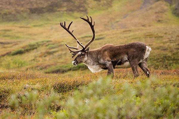 ymt-blog-national-parks-with-the-best-wildlife-viewing-caribou