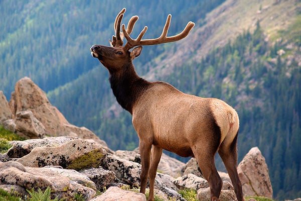 ymt-blog-national-parks-with-the-best-wildlife-viewing-elk