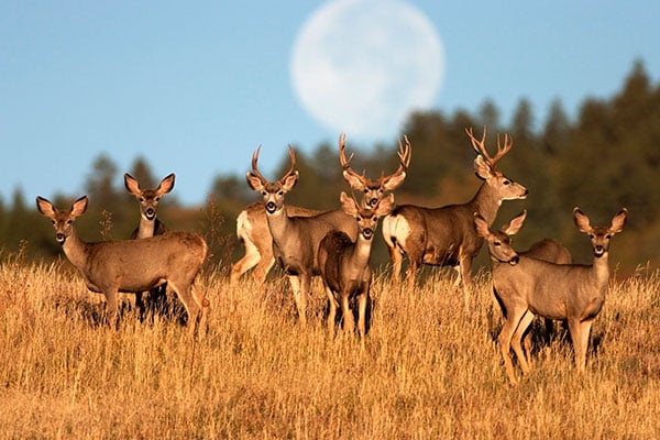 ymt-blog-national-parks-with-the-best-wildlife-viewing-mule-deer
