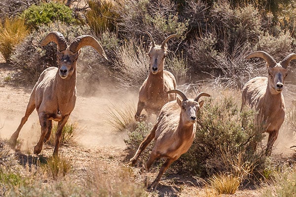 ymt-blog-national-parks-with-the-best-wildlife-viewing-sierra-nevada-bighorn-sheep