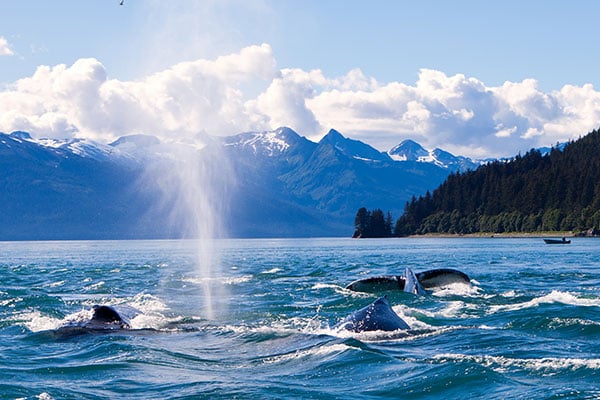 alaska-whales