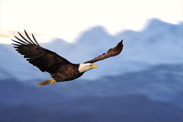 bald-eagle-alaska