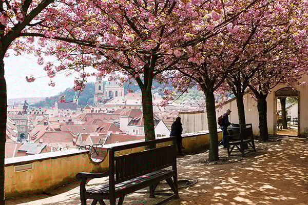 600x400-czech-republic-cherry-blossom-sakura