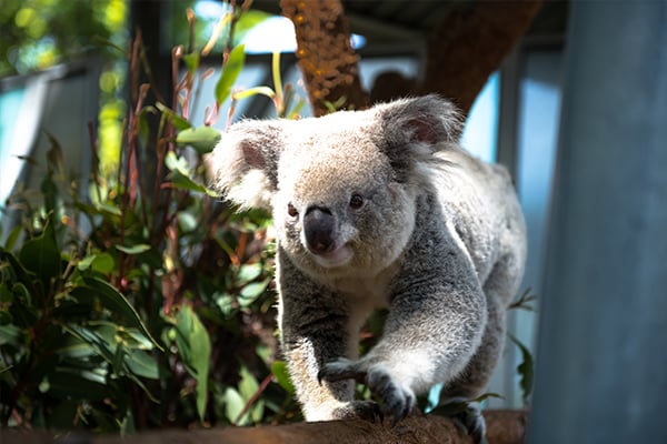 10 Native Australian Animals 10 Native Australian Animals
