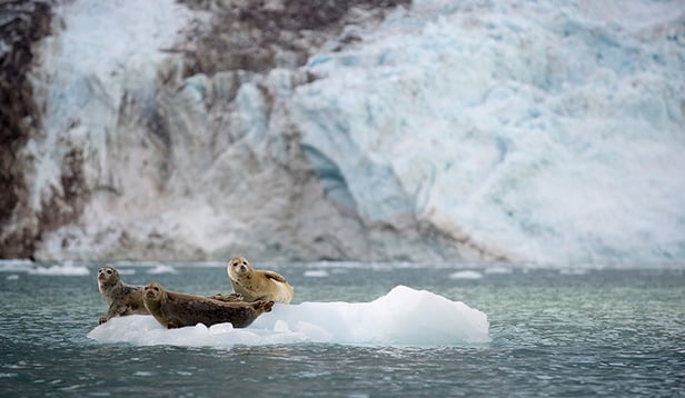 Harbor Seals in Kenai Harbor Seals in Kenai
