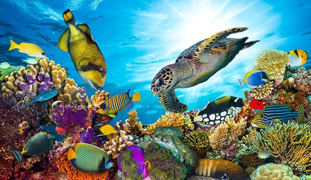 Is A Great Barrier Reef Dive Right for You?: Tips for Australia’s Greatest Wonder Is A Great Barrier Reef Dive Right for You?: Tips for Australia’s Greatest Wonder