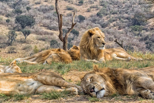 South African Animals South African Animals