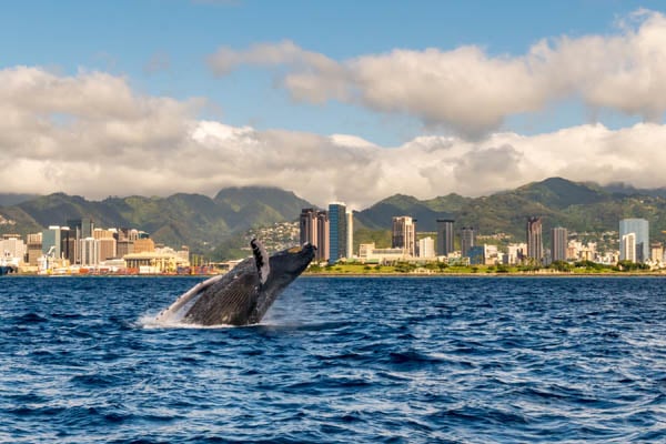 Whale off coast of Hawaii