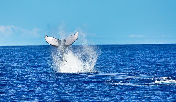 whale-in-HI.jpg