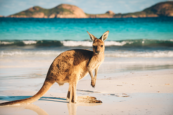 10 Native Australian Animals