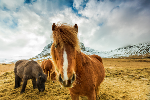 Wildlife and Animals in Iceland You Might See on Your Trip